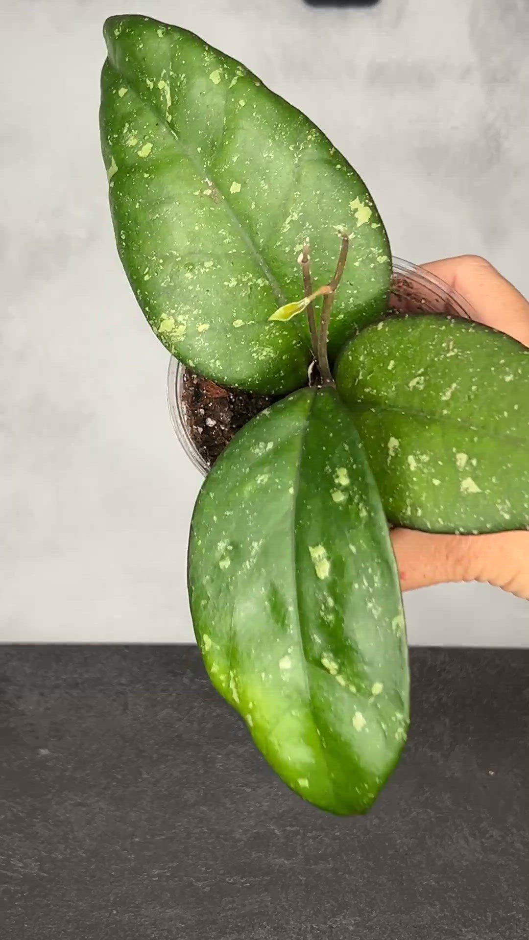 Hoya patcharawalai 077